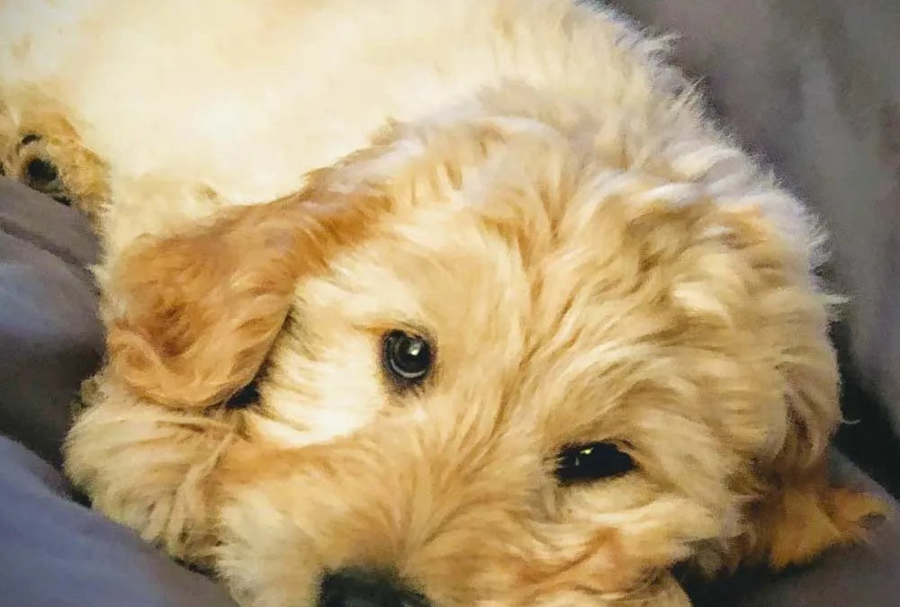 Meet Ryder – Our Newest Member & Therapy Dog